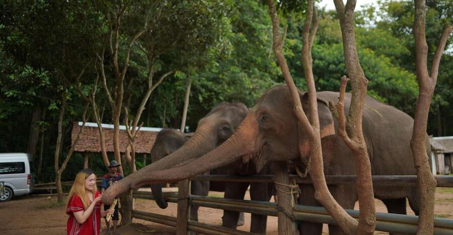 Chiang Mai: National Elephant Care, Rafting, & Ziplines Trip - Meeting the elephants at Mae Wang