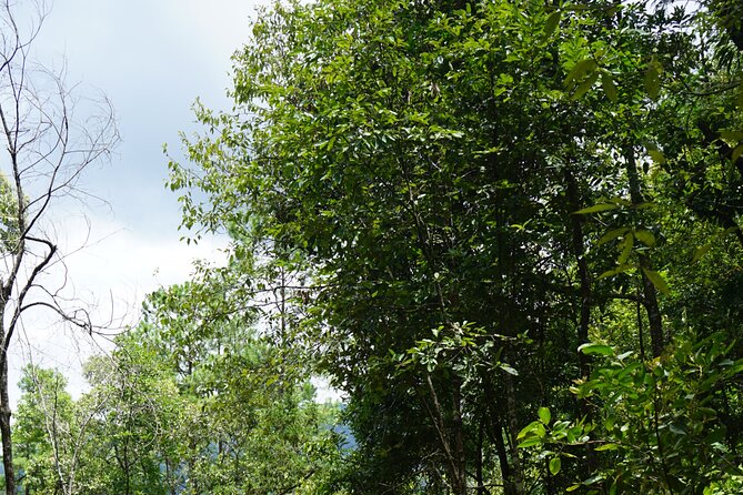 Chiang Mai Trekking Tour :Full day (no rafting) - Meeting the elephants at Elephant Pride Sanctuary
