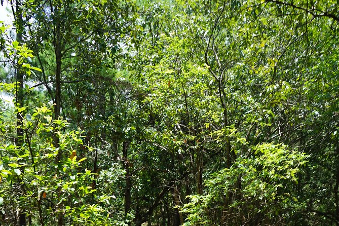 Chiang Mai Trekking Tour :Full day (no rafting) - Practical details before you reserve
