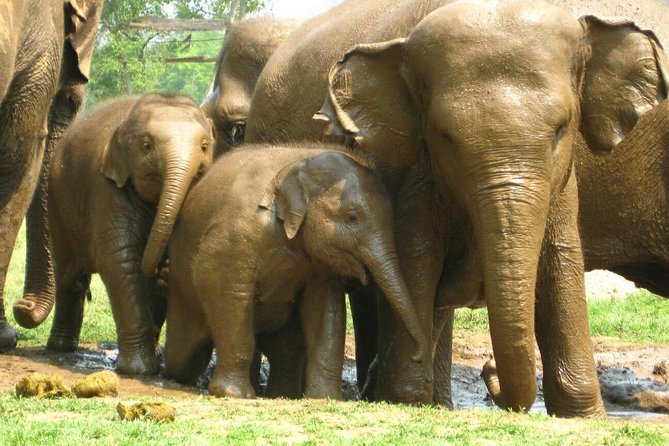 Chiang Mai Zipline White Water Rafting and Elephant Sanctuary - Is $154.88 a fair price?