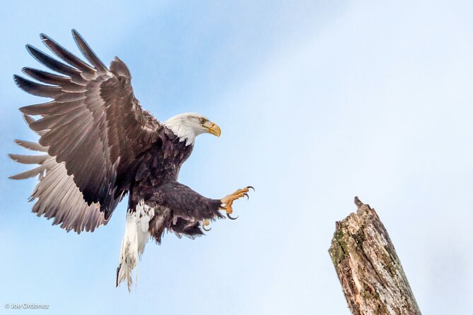 Chilkat Bald Eagle Preserve Rafting - Skagway Departure - The Chilkat River is the real star