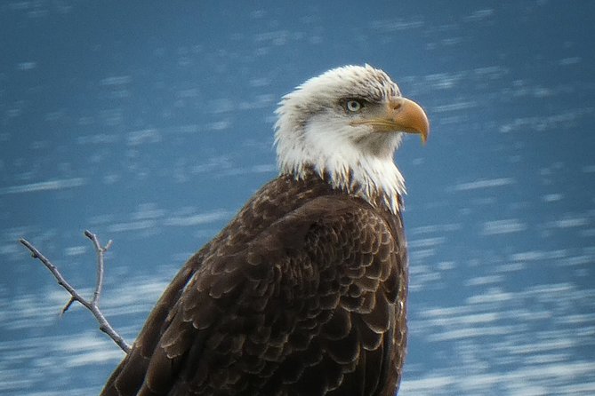 Chilkat Bald Eagle Preserve Rafting - Skagway Departure - What the $305 price really covers