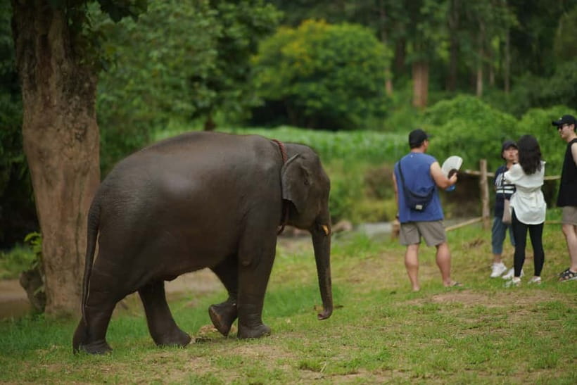 Elephant Habitat Park Feeding Entry & Rafting Van Transfer - Is $33 good value?