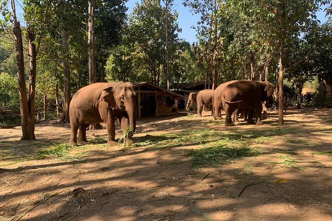 Elephant Sightings , Bamboo Rafting Through The Jungle, Swimming In a Waterfall - Bamboo rafting through Mae Wang National Park