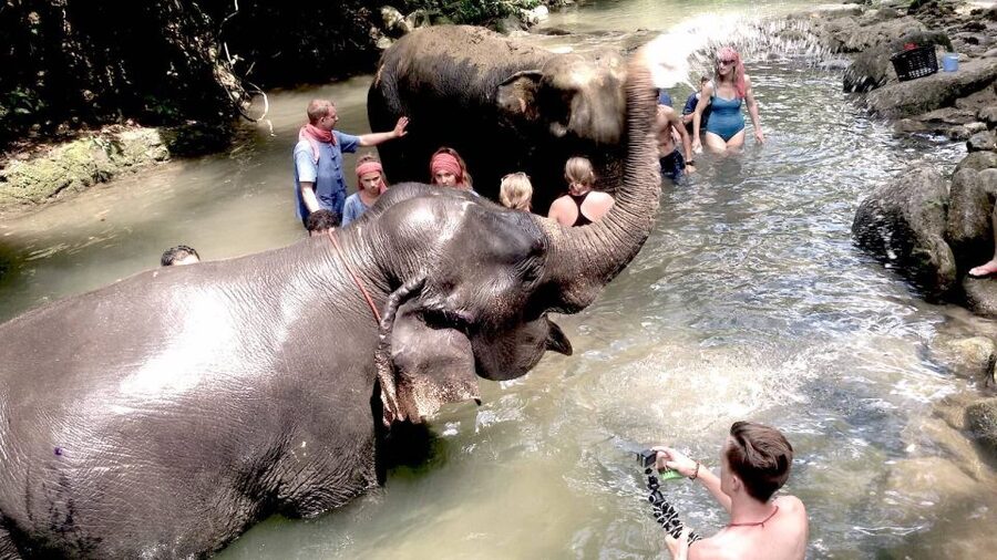 From Phuket: Elephant Care Experience with Rafting & Zipline - Preparing elephant food and meeting the herd