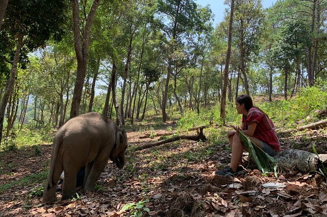 Full Day Elephant Bathing and Bamboo Rafting Tour in Chiang Mai - Lunch beside a busy day of activity