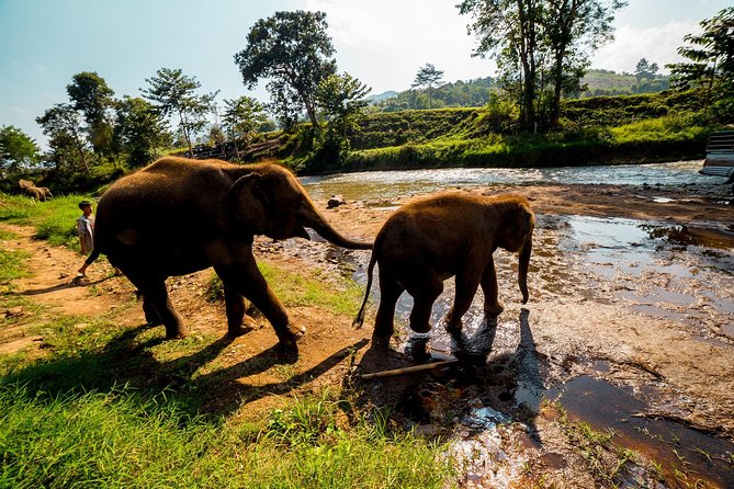 Full-Day Guided Tuk Tuk Chiang Mai Adventure and Rafting - Elephants without riding