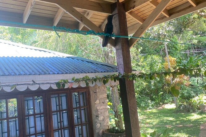 Great River Bamboo Rafting and Bird Sanctuary Combine Tour From Montego Bay - Timing, meals, and what to bring