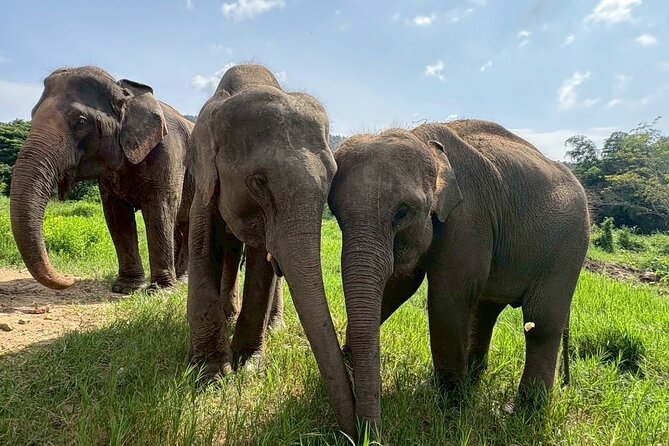 Half Day Elephant care and Whitewater Rafting Adventure - What to pack and how to prepare