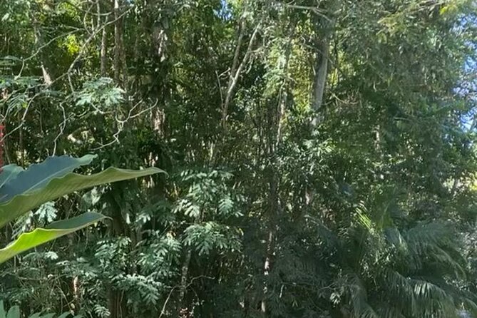 Jamaica Bamboo Rafting with Bus Transportation - Who Will Enjoy This River Trip?