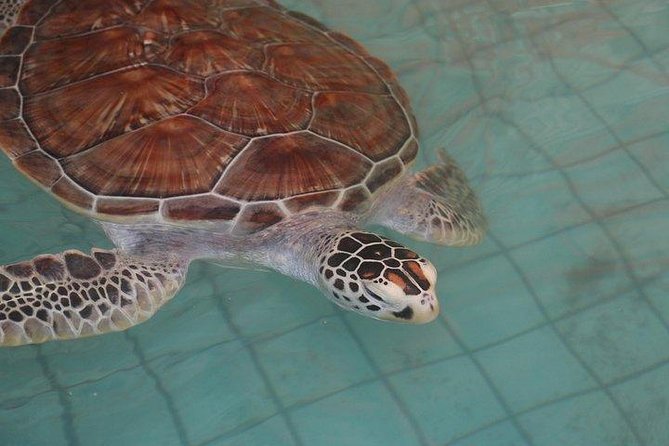 Khao Lak: Bamboo Rafting & Sea Turtle Conservation Center - What the $42.39 price includes