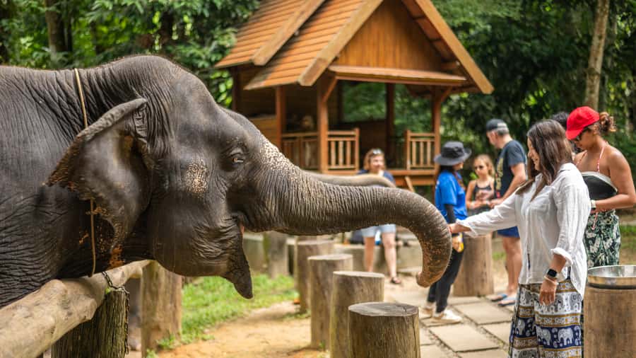Khao Lak: Elephant Camp, Bamboo Rafting, and Waterfall Tour - A full rainforest day from Khao Lak