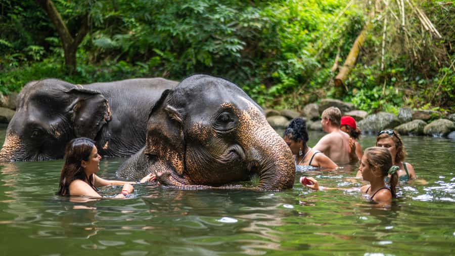 Khao Lak: Elephant Camp, Bamboo Rafting, and Waterfall Tour - Learning about sea turtles at the conservation center