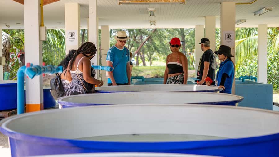 Khao Lak: Elephant Camp, Bamboo Rafting, and Waterfall Tour - How the transfers shape the day