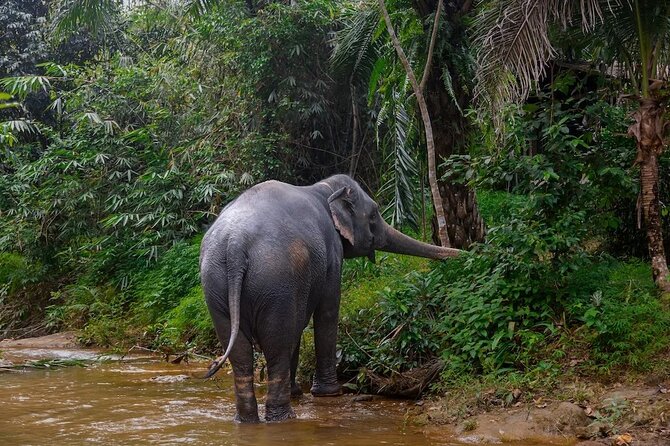 Khao Lak: Half day Bamboo Rafting Tour with Lunch - What the $78.66 price is really buying