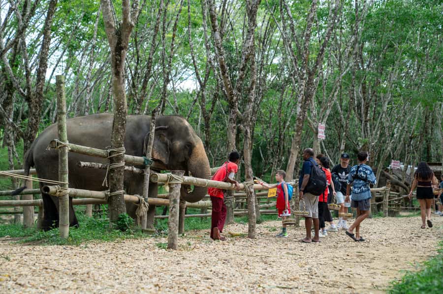 Khao Lak Multi-Adventure: Bamboo Rafting, ATV & Elephants - Should you book the Khao Lak adventure?