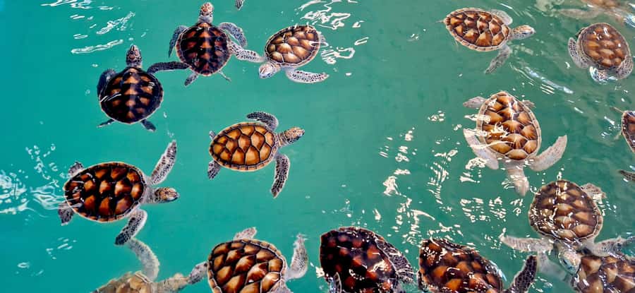 Khao Lak: Private Day Tour with Bamboo Rafting, ATV & Turtle - Private Transport Makes the Timing Easier