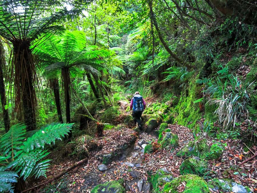 Khao Lak: Private Khao Sok Jungle Safari with Bamboo Rafting - Key points at a glance