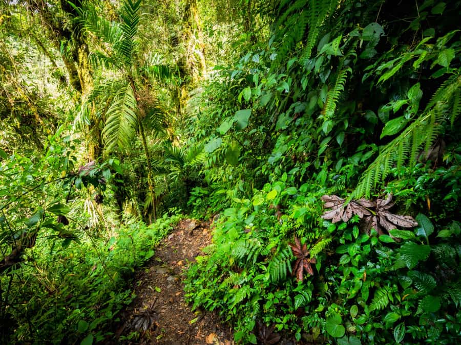 Khao Lak: Private Khao Sok Jungle Safari with Bamboo Rafting - What $217 per person really covers