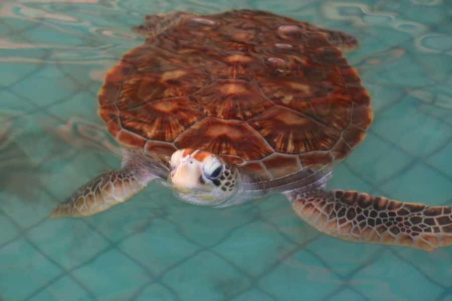 Khao Lak: Rafting, Elephant Bathing & Sea Turtle Center Tour - Why this Khao Lak combination tour works