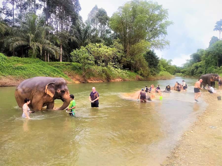 Khao Sok: Elephant Rescue Center with Lunch & Bamboo Rafting - Lunch with a southern Thai cooking lesson