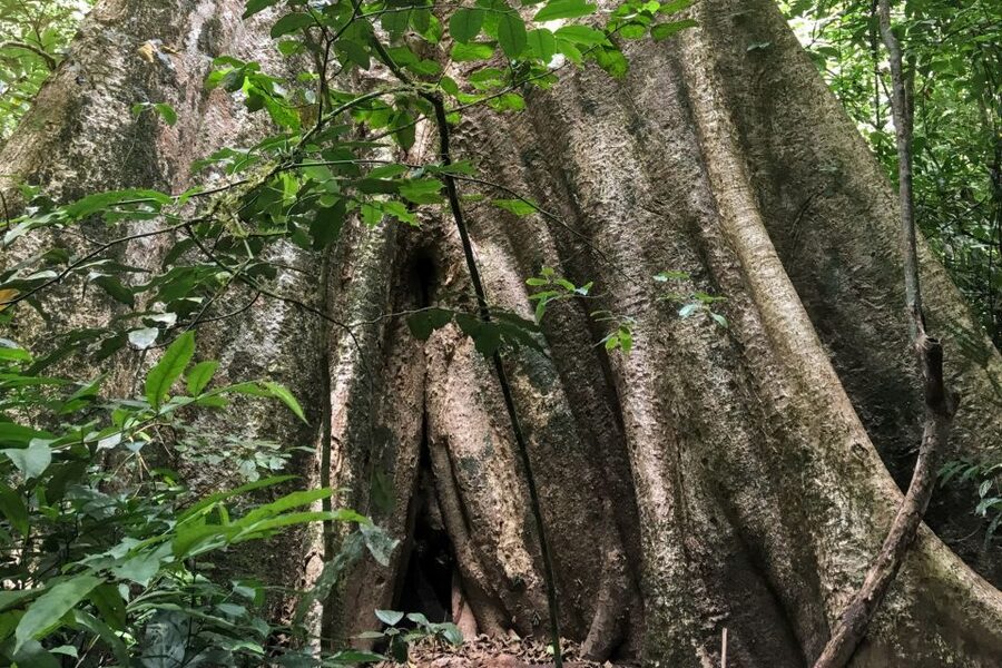Khao Sok Jungle Day Trip - Jungle Trekking & Bamboo Rafting - The adjustable jungle trek