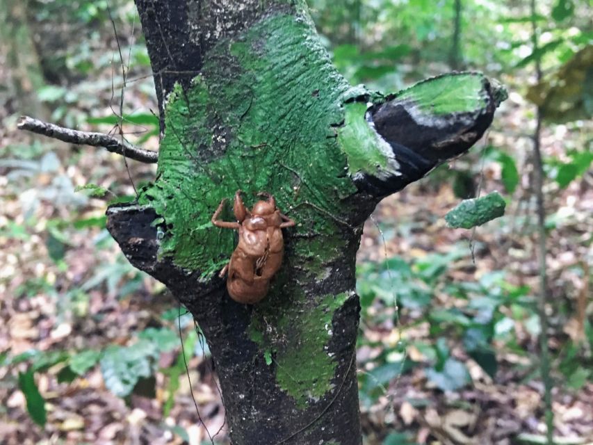 Khao Sok Jungle Day Trip - Jungle Trekking & Bamboo Rafting - Who should book this rainforest day