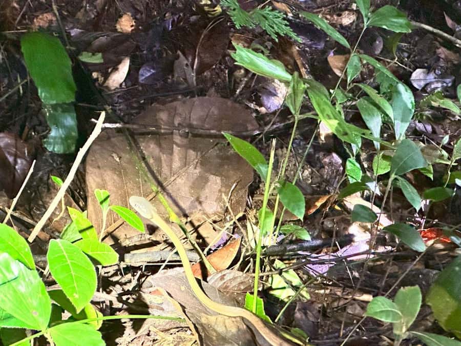 Khao Sok Jungle Sunset Wildlife Encounter & Bamboo Rafting - Phanthurat Temple and the monkey encounter