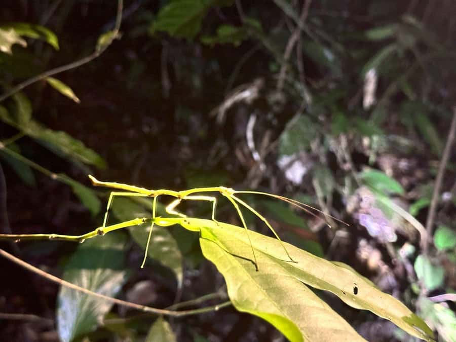 Khao Sok Jungle Sunset Wildlife Encounter & Bamboo Rafting - From Khao Lak to the Khao Sok viewpoint
