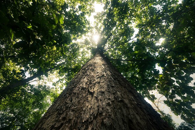 Khao Sok Rainforest | Hiking & Bamboo Rafting - Bamboo rafting on the Sok River