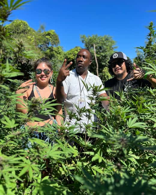 Marijuana Farm, Bamboo Rafting and Doctors Cave Beach Tour - Is $220 a fair price?