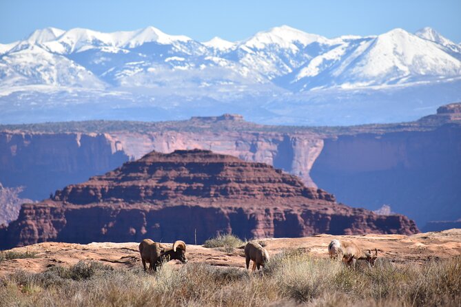 Moab Combo: Colorado River Rafting and Canyonlands 4X4 Tour - Who should book this Moab combo?
