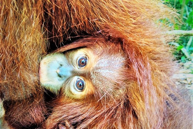 Monkey Business 2 days - 1 night Jungle Trekking (including rafting) - A simple night beside the rainforest river