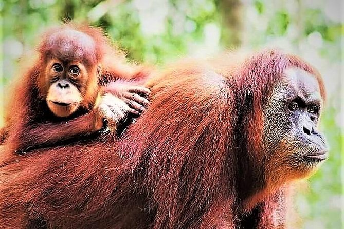 Monkey Business 2 days - 1 night Jungle Trekking (including rafting) - Looking for orangutans and monkeys in the forest
