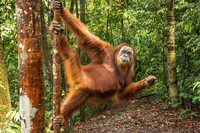 Monkey Business 3 days - 2 nights Jungle trekking (including rafting) - From Bukit Lawang into Gunung Leuser National Park