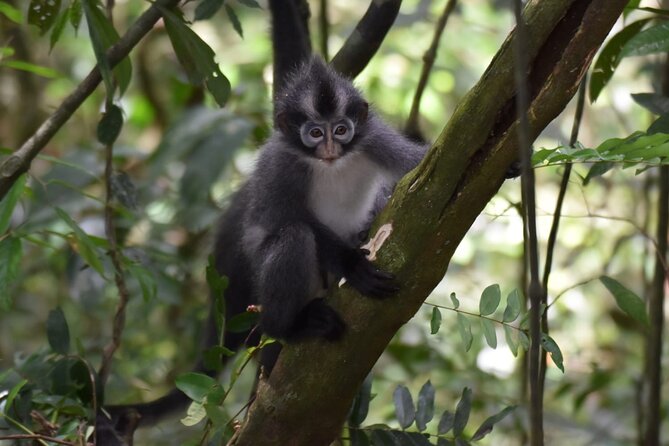 Monkey Business 3 days - 2 nights Jungle trekking (including rafting) - Leeches, insects, and what to pack
