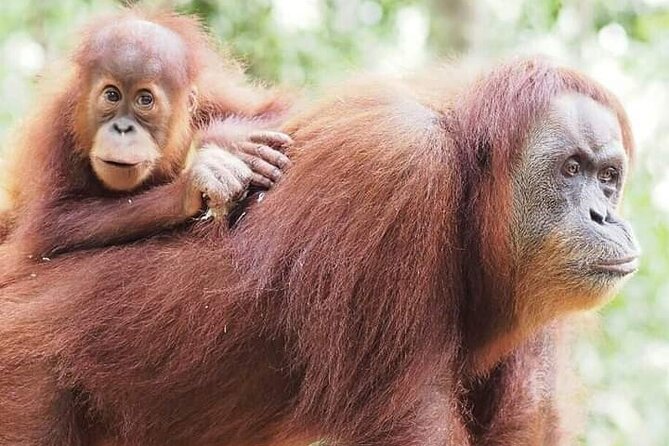Monkey Business 3 days - 2 nights Jungle trekking (including rafting) - How much value do you get for $205.37?