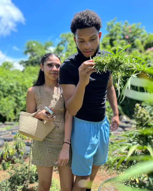 Montego Bay: Cannabis Farm, Bamboo Rafting, & Foot Massage - At the marijuana farm, Jamaica’s cannabis story takes center stage