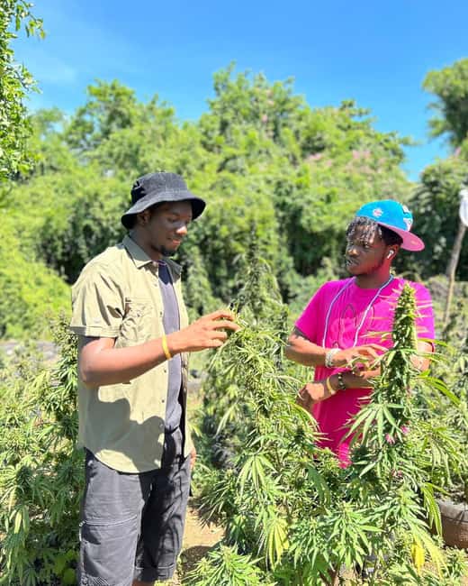 Montego Bay: Cannabis Farm, Bamboo Rafting, & Foot Massage - Should you book this Montego Bay experience?