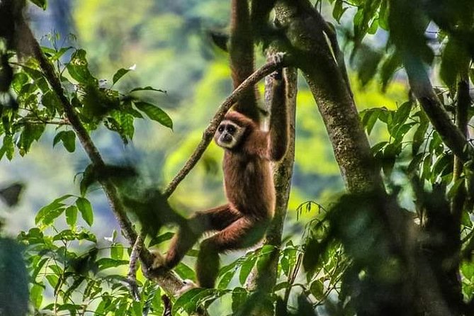 ONE DAY JUNGLE TREKKING 6-7 hours (see orang utan) + RAFTING in BUKIT LAWANG - A full day in Gunung Leuser National Park