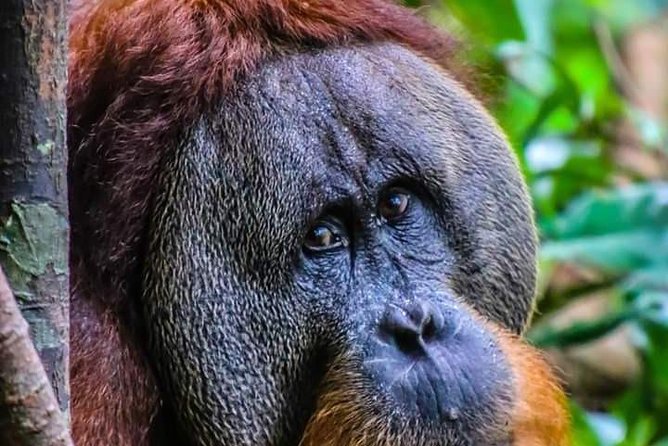 ONE DAY JUNGLE TREKKING 6-7 hours (see orang utan) + RAFTING in BUKIT LAWANG - Starting from Bukit Lawang at 8:30 a.m.