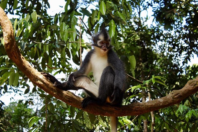 ONE DAY JUNGLE TREKKING 6-7 hours (see orang utan) + RAFTING in BUKIT LAWANG - A guide who shapes the day