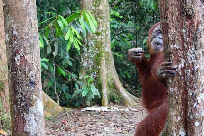 ONE DAY JUNGLE TREKKING 6-7 hours (see orang utan) + RAFTING in BUKIT LAWANG - Who should book this Bukit Lawang outing
