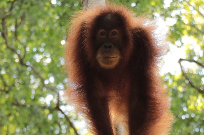 ONE DAY JUNGLE TREKKING 6-7 hours (see orang utan) + RAFTING in BUKIT LAWANG - Looking for orangutans in the forest
