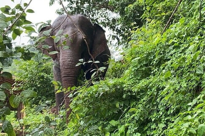 One Day Sticky Waterfall, White Water Rafting,Elephants Sanctuary - Should you book it?