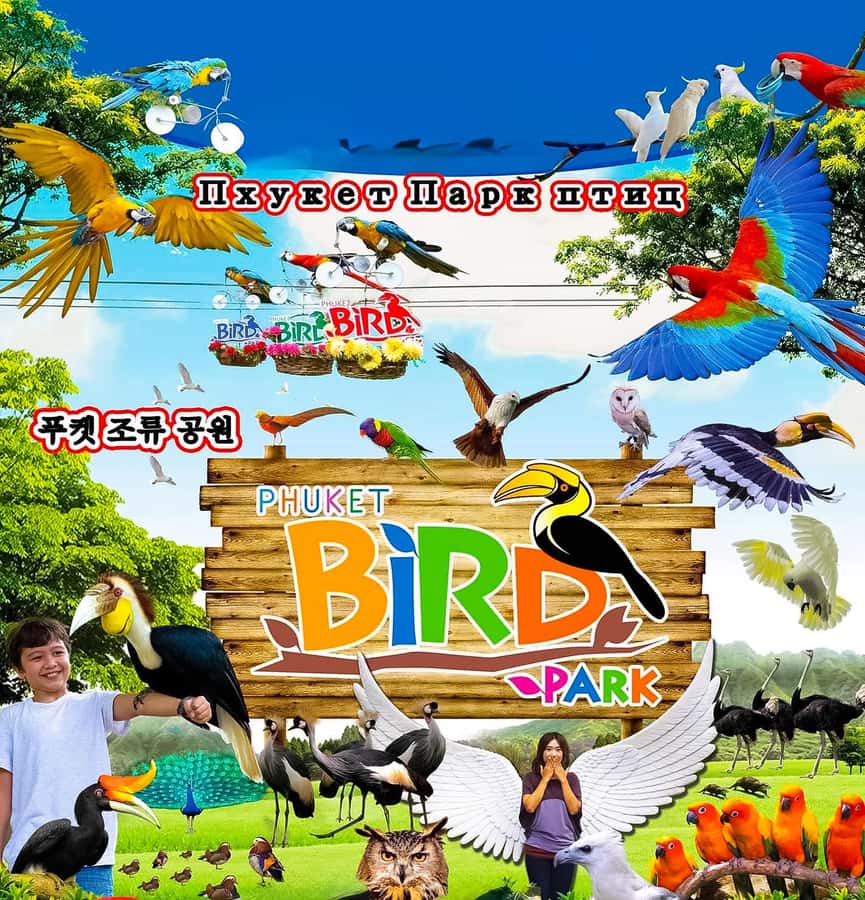 Phuket: Bird Park, Elephant Feeding, ATV Ride & City Tour - Key points to know before booking