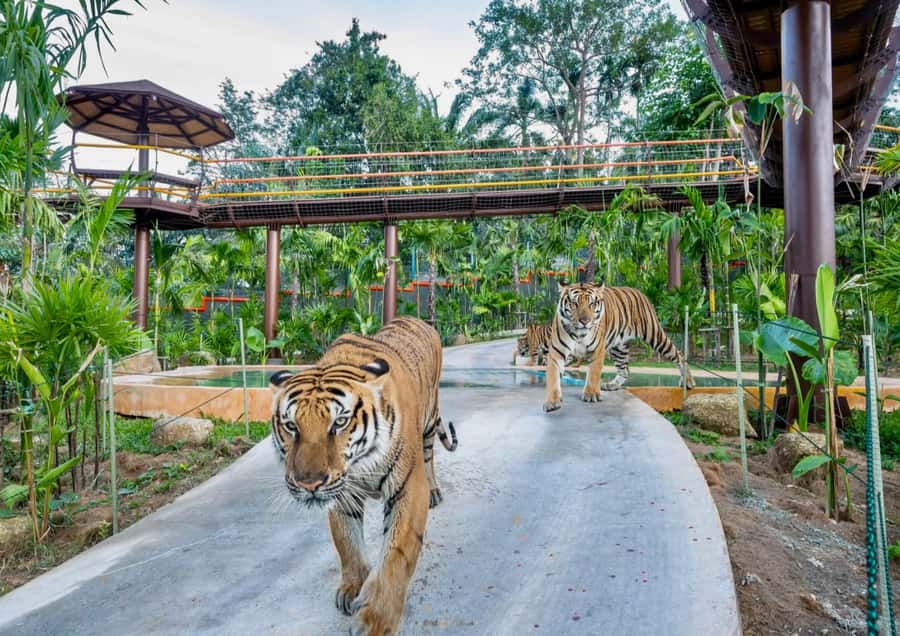 Phuket: Bird Park, Elephant Feeding, ATV Ride & City Tour - Elephant feeding, with an important ethical check