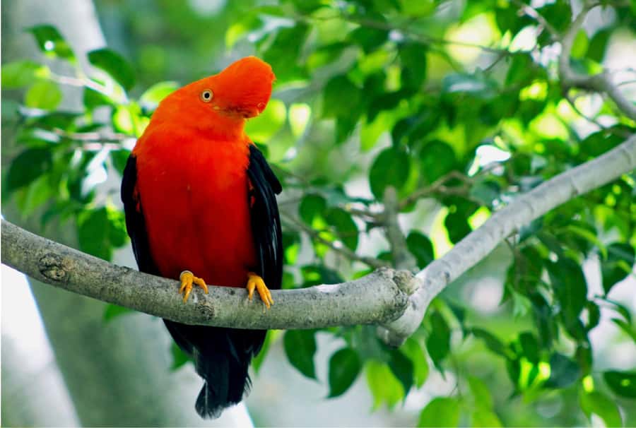 Phuket: Bird Park, Elephant Feeding, ATV Ride & City Tour - Honey, cashews, and the practical side of Phuket