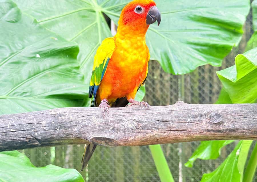 Phuket: Bird Park, Elephant Feeding, ATV Ride & City Tour - Chalong Temple: Phuket’s major religious stop