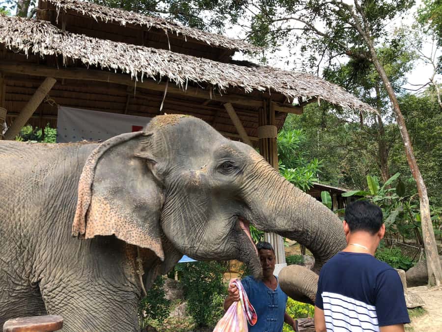 Phuket: White Water Rafting, Zipline, and Elephant Sanctuary - Lunch, showers, and a useful pause